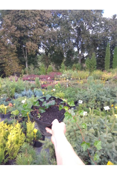 Плющ ірландський - 0,5-3л/вис.15-20см/Ø25-35см